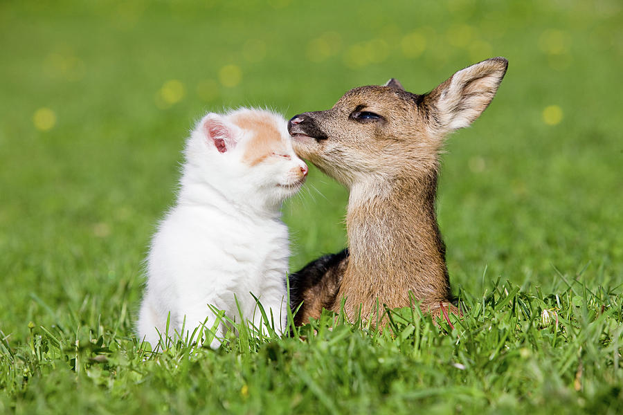 Animal Digital Art - Fawn And Kitten Sitting On Grass #2 by 