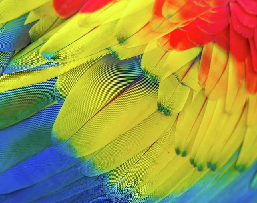 Feathers by Carlene Smith Feathers by Carlene Smith