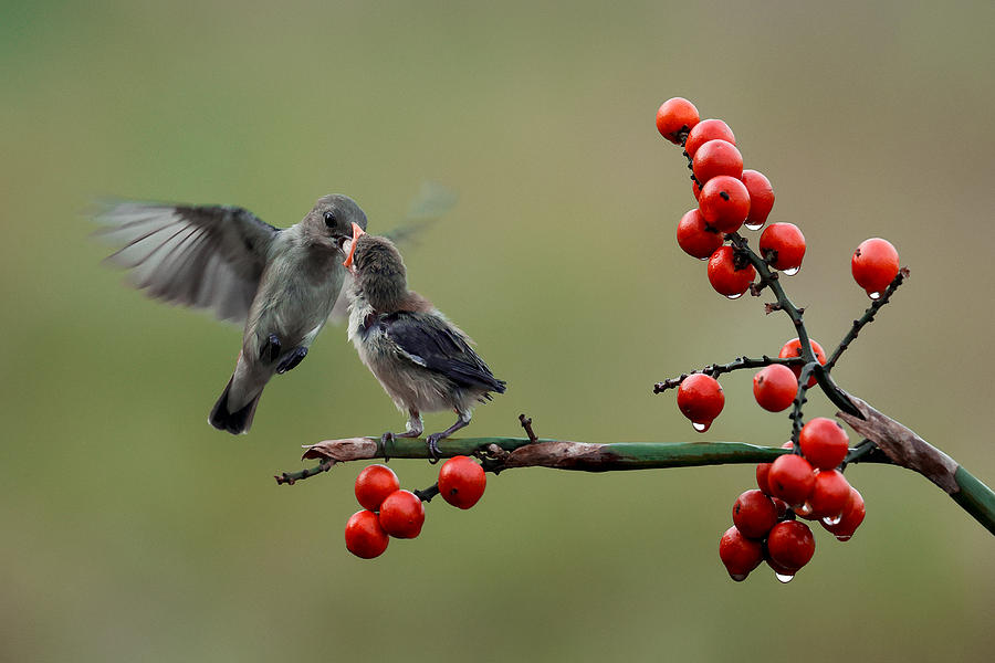 Bird Photograph - Feeding Time #2 by Gatot Herliyanto