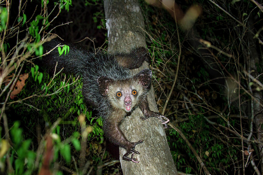 Female Aye-aye (daubentonia Photograph by Nick Garbutt | Pixels