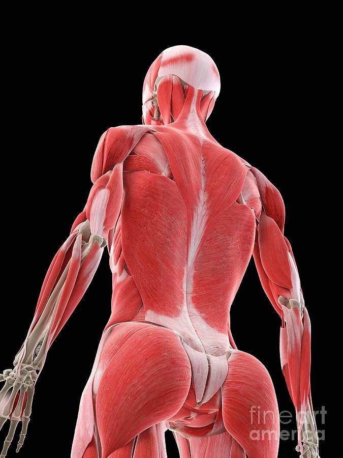 Muscle female back Stock Photo by ©DigitalArtB 4024929