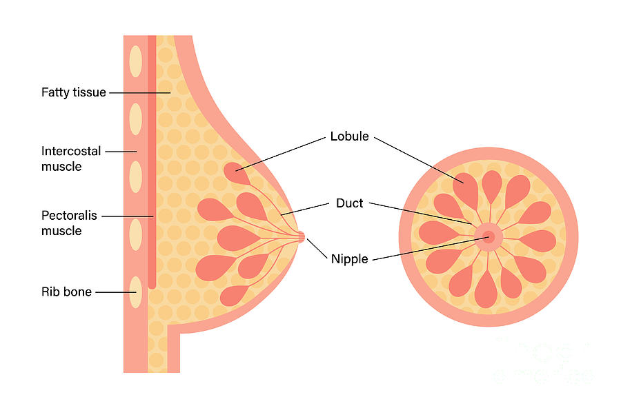 Female Breast Anatomy #2 by Pikovit / Science Photo Library