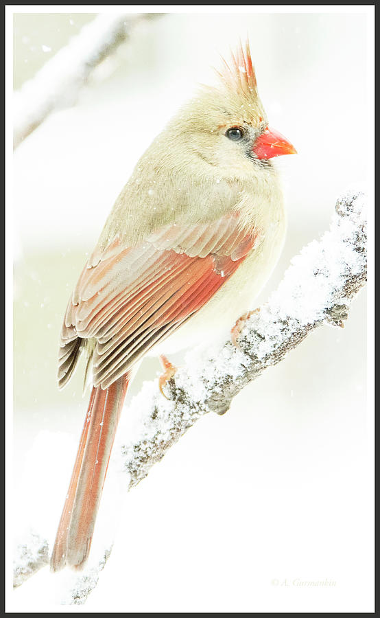 Female Cardinal on Snow Covered Tree Branch #2 Photograph by A Macarthur Gurmankin