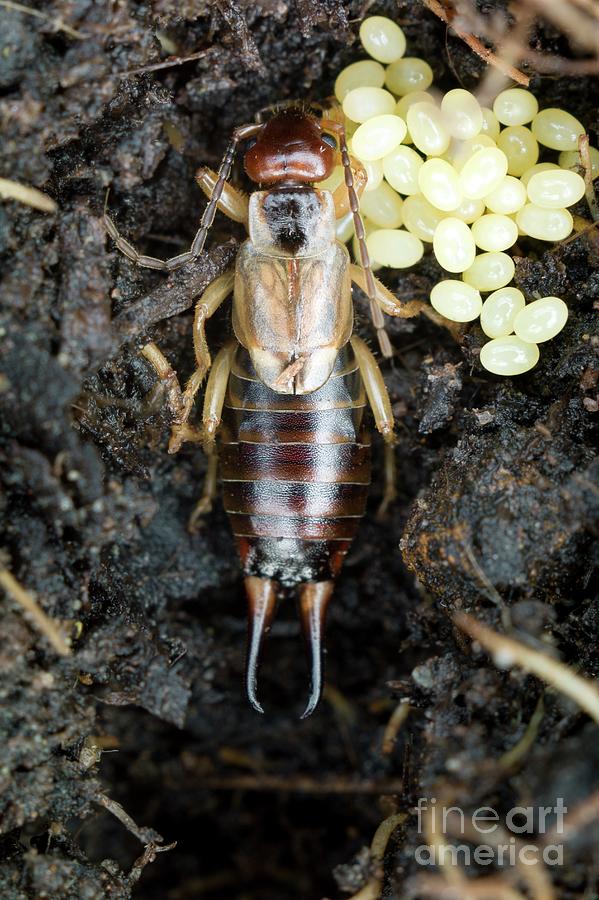 Female Common Earwig With Her Eggs #2 Photograph by Dr Jeremy Burgess/science Photo Library