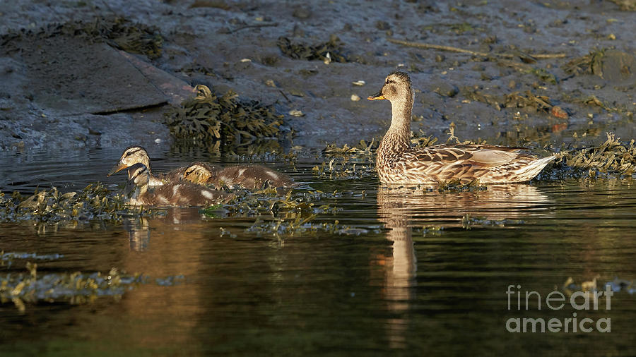 Female Mallard and Ducklings Swimming Photograph by Pablo Avanzini