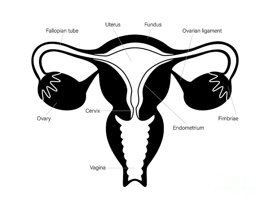 Female Reproductive Organs 2 Photograph By Pikovit Science Photo Library Pixels Merch