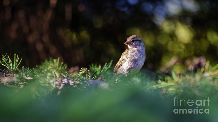 Female Spanish Sparrow Passer hispaniolensis #2 Photograph by Pablo Avanzini