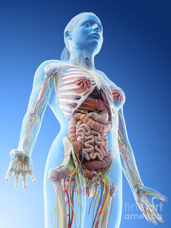 Female Upper Body Anatomy Photograph by Sebastian Kaulitzki/science