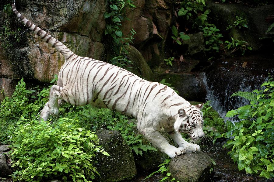 Female White Tiger (panthera Tigris Photograph by Nick Garbutt | Pixels