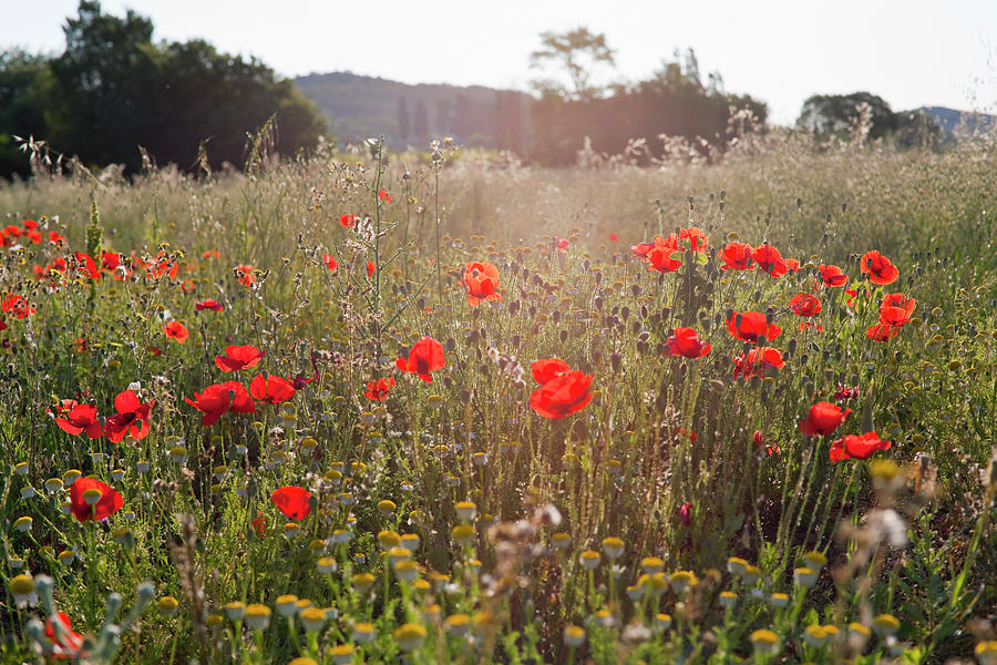Field Of Poppy Flowers #2 Photograph by Henglein And Steets