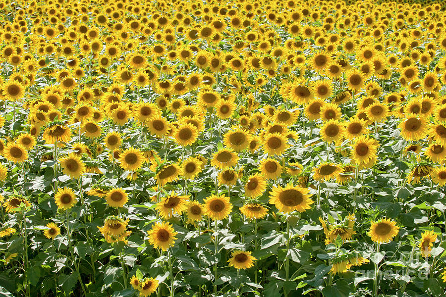Field of Sunflowers #2 Photograph by Anthony Totah