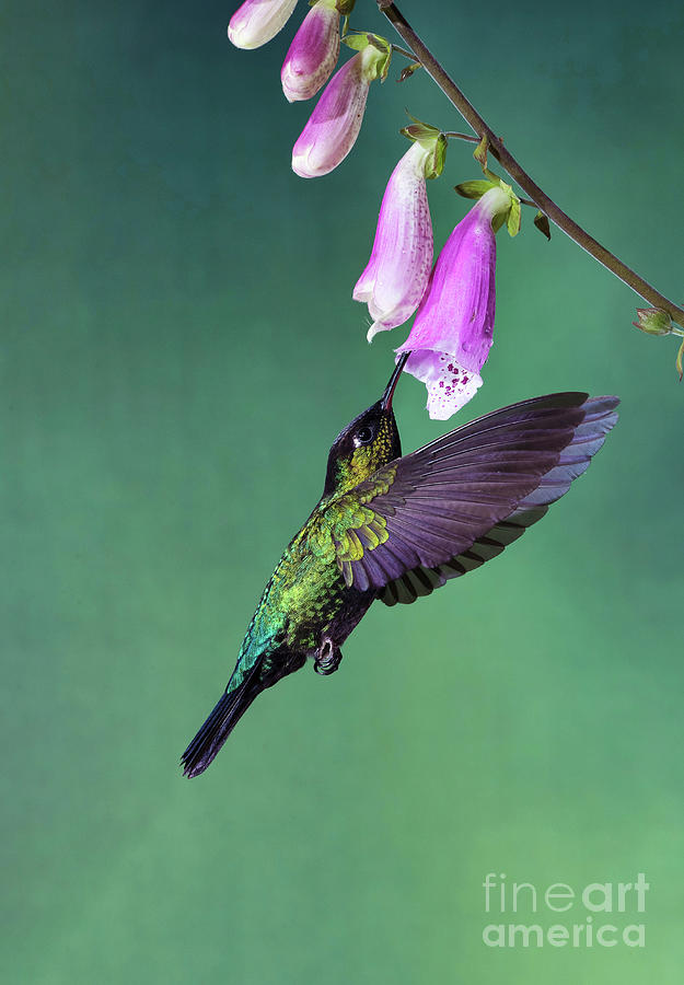Fiery-throated Hummingbird Feeding From A Flower #2 Photograph by Dr P. Marazzi/science Photo Library