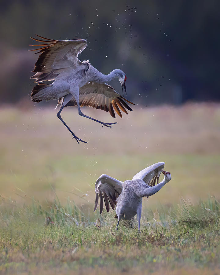 Wildlife Photograph - Fight #2 by Siyu And Wei Photography