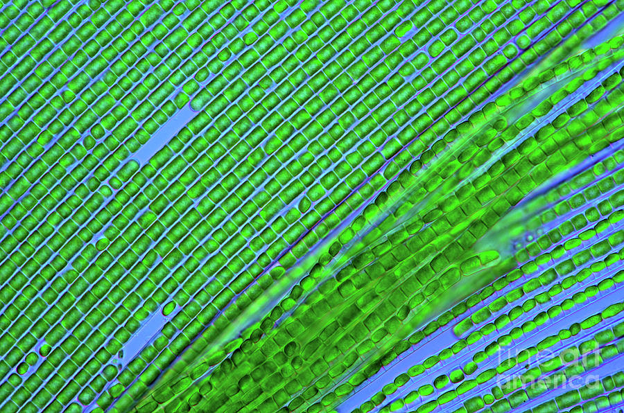 Filamentous Green Algae #2 Photograph by Marek Mis/science Photo Library