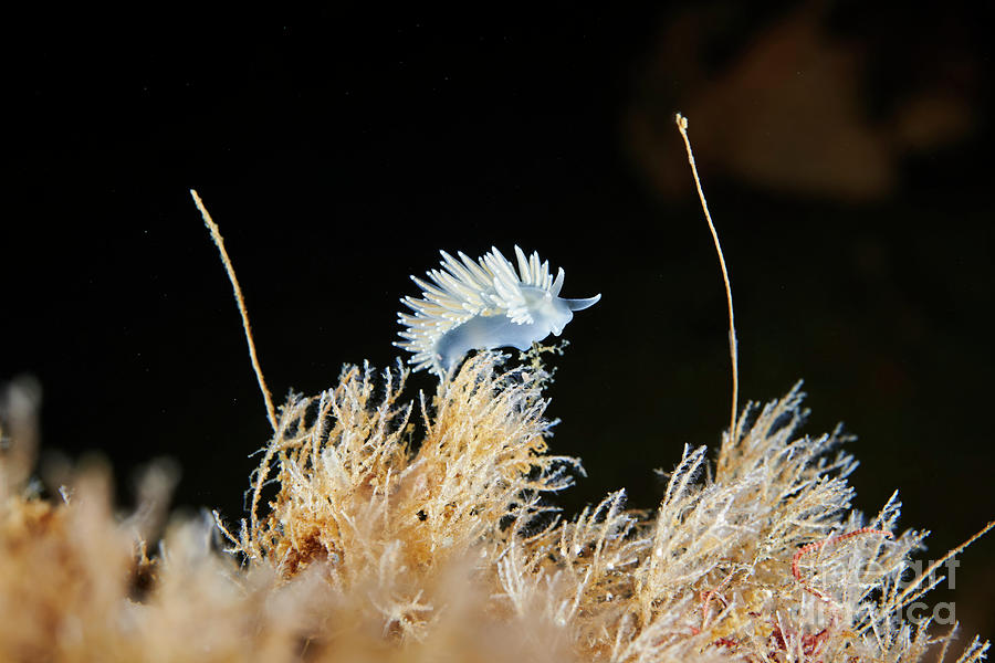 Flabellina Nudibranch #2 Photograph by Alexander Semenov/science Photo Library