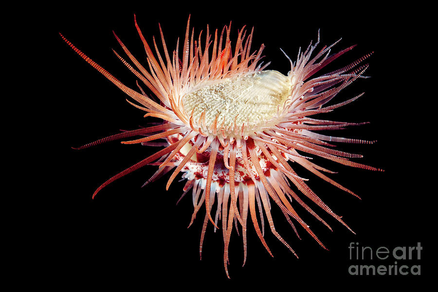 Flame Scallop #2 Photograph by Alexander Semenov/science Photo Library