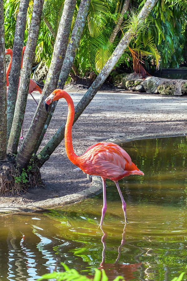 Flamingo Gardens, Davie, Fl #2 Digital Art by Lumiere