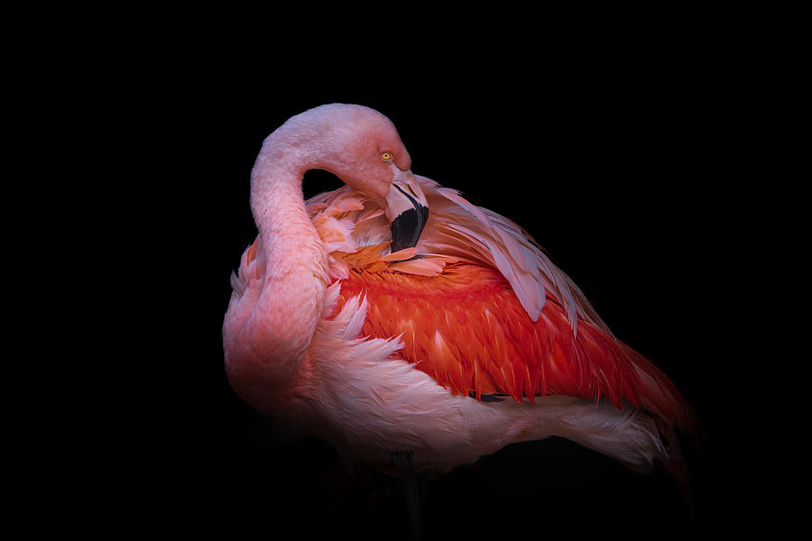 Flamingo #2 Photograph by Natalia Rublina