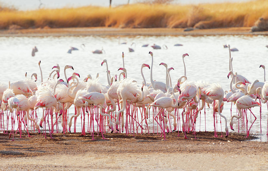 Flamingos Near Bogoria Lake, Kenya #2 Photograph by Ivanmateev