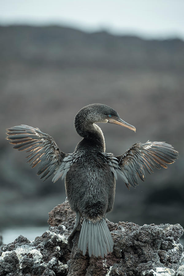 Flightless Cormorant Drying Wings #2 Photograph by Tui De Roy