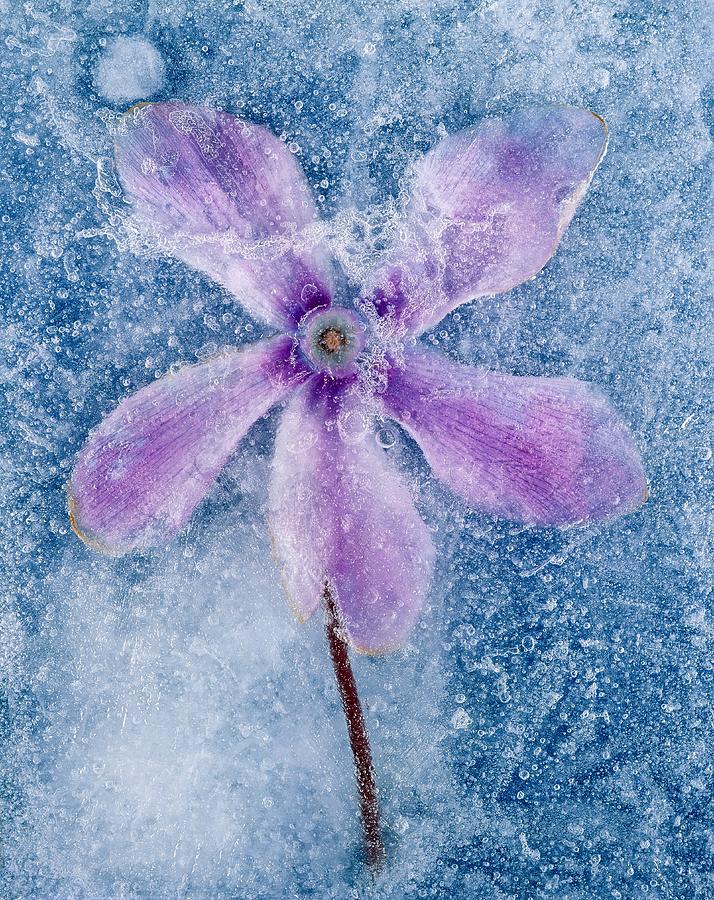 Flower In Ice #2 Digital Art by Lando Pescatori