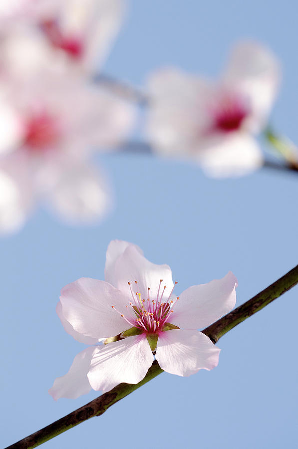 Flowering Almond, Prunus Dulcis, Germany, Europe #2 Photograph by Foto Herzig