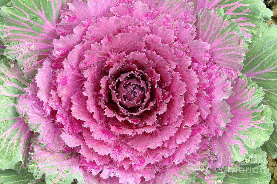 Cabbage Photograph - Flowering Cabbage, Italy by 