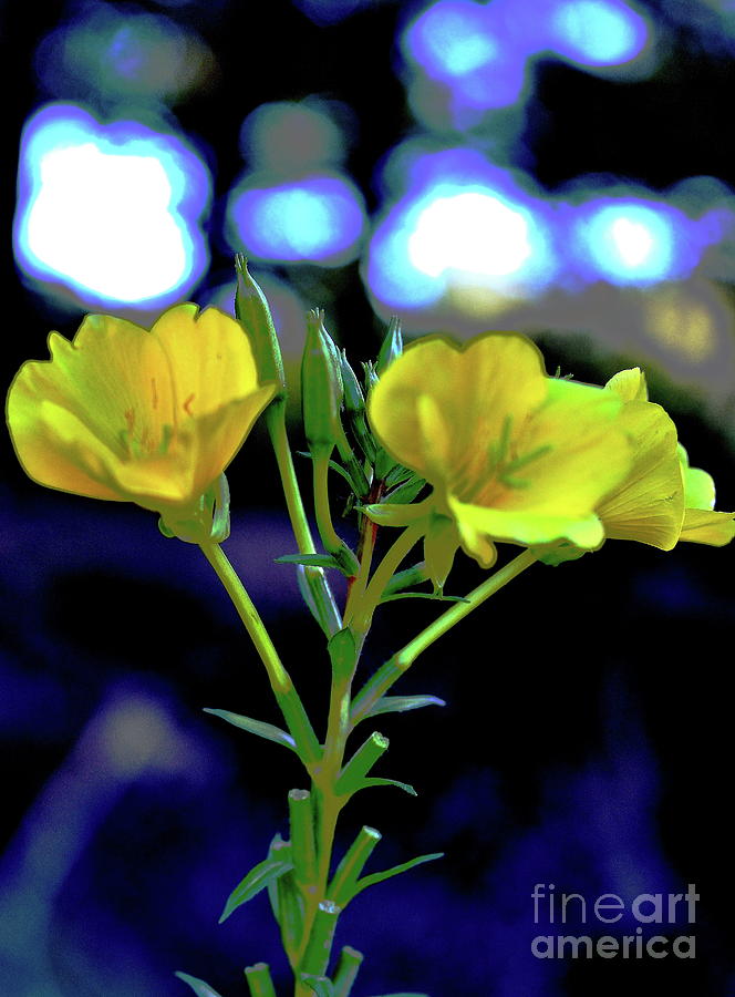 Flowers Of The Night Photograph