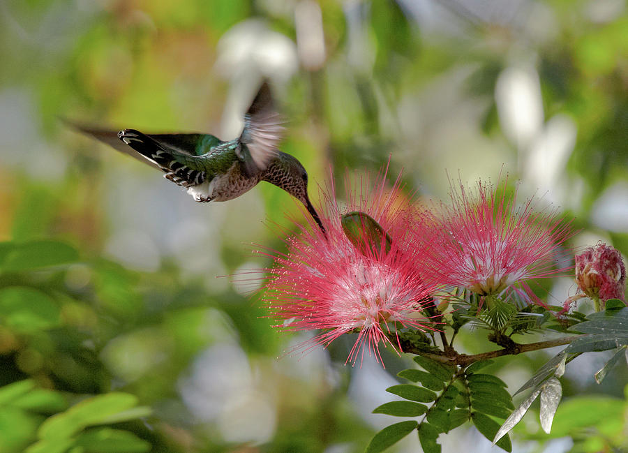 Flying Hummingbird At A Mimosa Blossom, Guanacaste, Costa Rica, Central ...