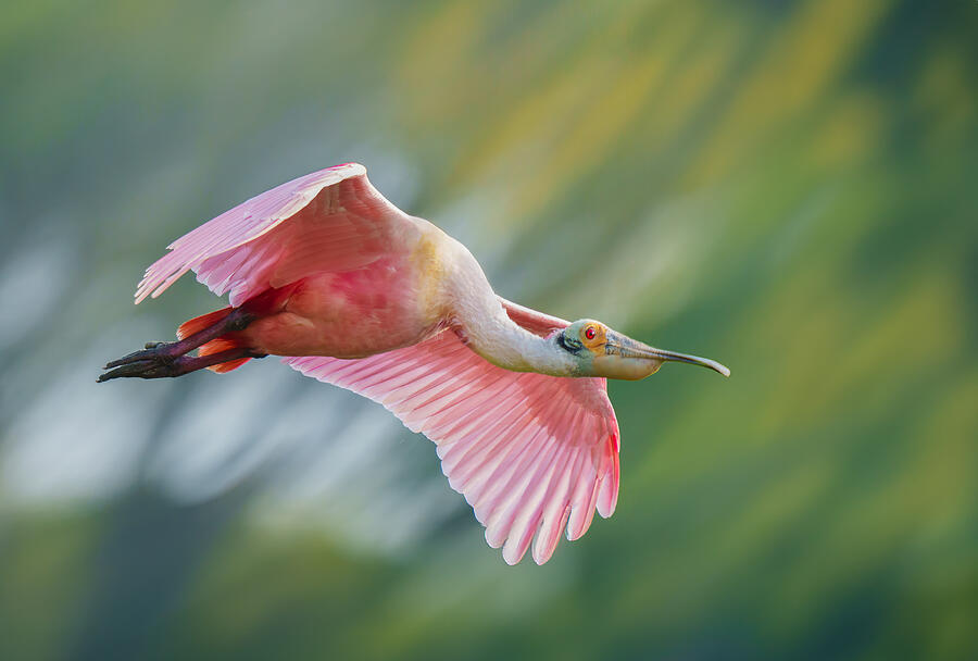 Nature Photograph - Flying #2 by Mike He