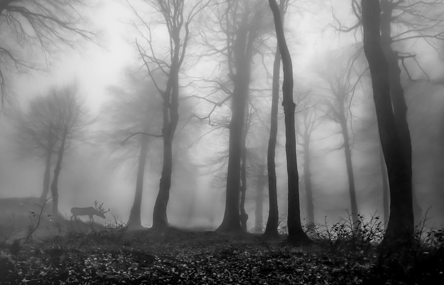 Fog #2 Photograph by Ummu Nisan Kandilcioglu