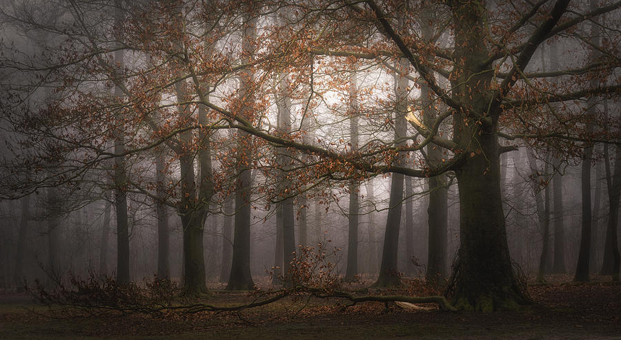 Tree Photograph - Foggy Memory  Of The Past #2 by Saskia Dingemans