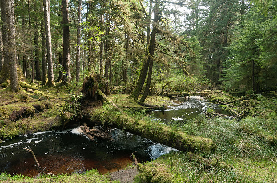 Forest Landscape #2 Photograph by John Elk Iii