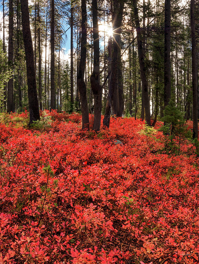 Forest of Red #2 Photograph by Leland D Howard