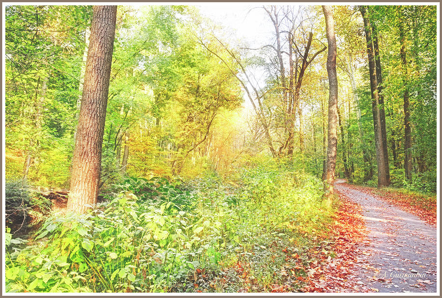 Forest Path in Autumn #2 Photograph by A Macarthur Gurmankin