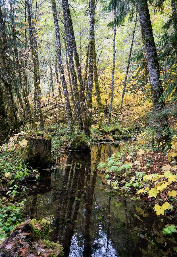 Forest Reflections #2 Photograph by Steven Clark