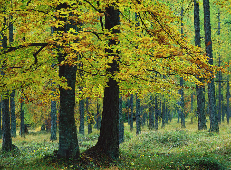 Forest #2 Digital Art by Reinhard Schmid