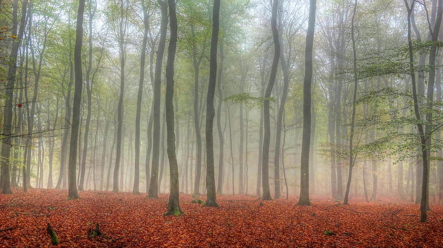 Forest With Fog #2 Digital Art by Hans-peter Merten