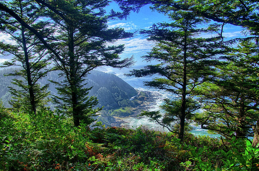 Forested slopes of Cape Perpetua  #2 Photograph by Steve Estvanik