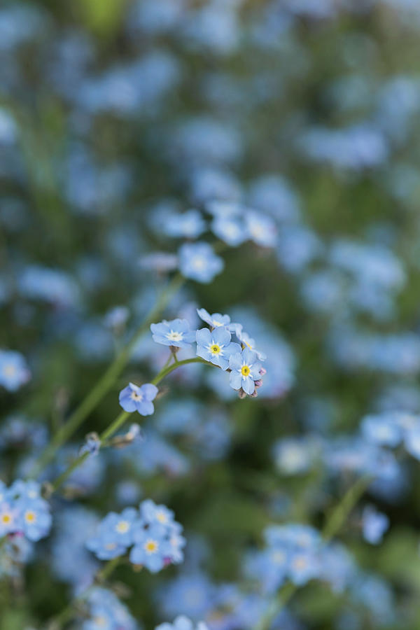 Forget-me-not Flowers #2 Photograph by Jelena Filipinski