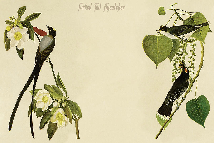 Forked Tail Flycatcher #2 Painting by John James  Audubon