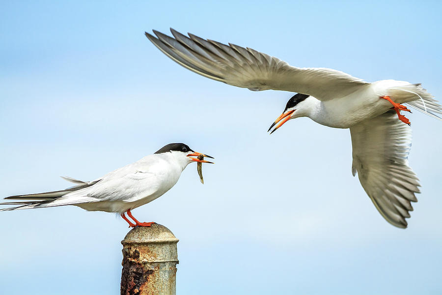 Forsters Tern Photograph By Arthur Bohlmann Fine Art America 7579