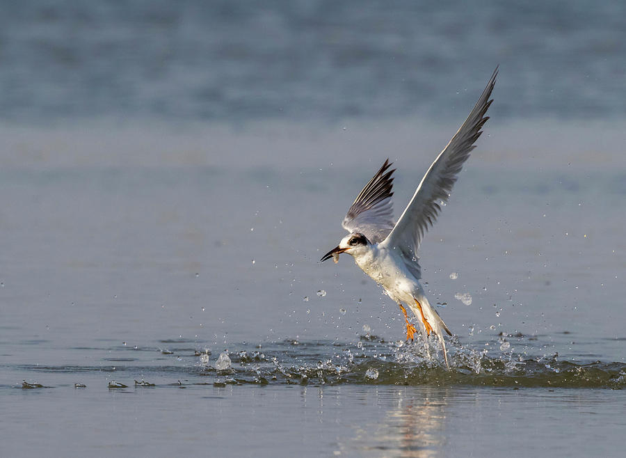 Forsters Tern Photograph By Ivan Kuzmin Pixels 2068