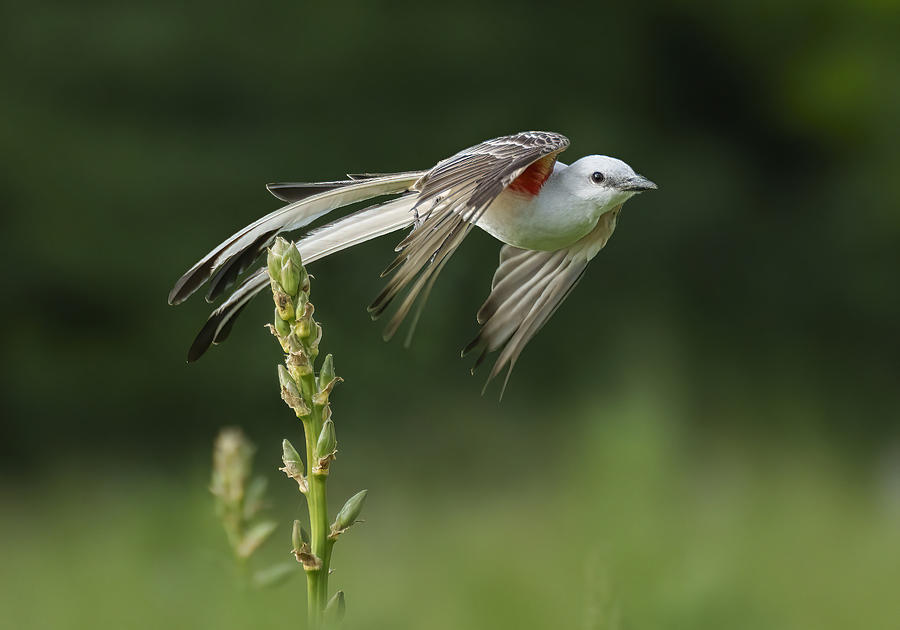 Flycatcher Photograph - Forward #2 by Qing Zhao