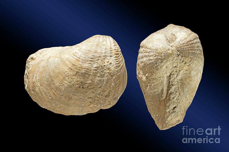 Fossil Bivalve by Natural History Museum, London/science Photo Library
