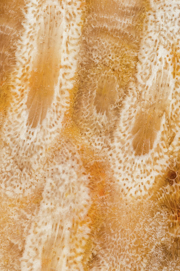 Fossilized Coral, Close #2 Photograph by Mark Windom