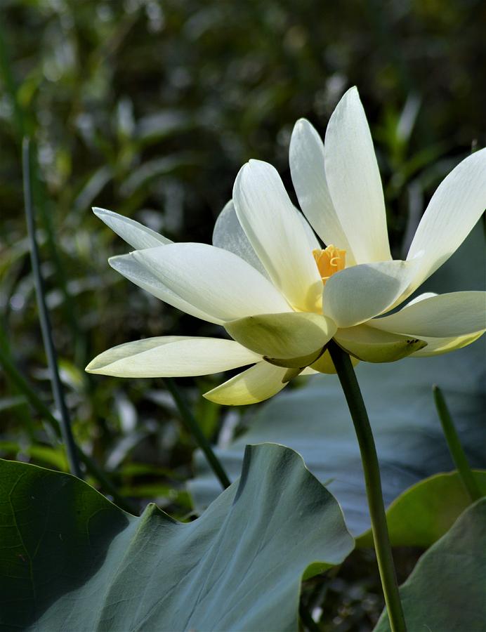 Fragrant Water Lily Photograph by Warren Thompson - Fine Art America