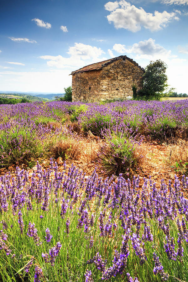 France, Provence-alpes-cote Dazur, Provence, Alpes-de-haute-provence, Valensole, Lavender Field Near Valensole #2 Digital Art by Maurizio Rellini