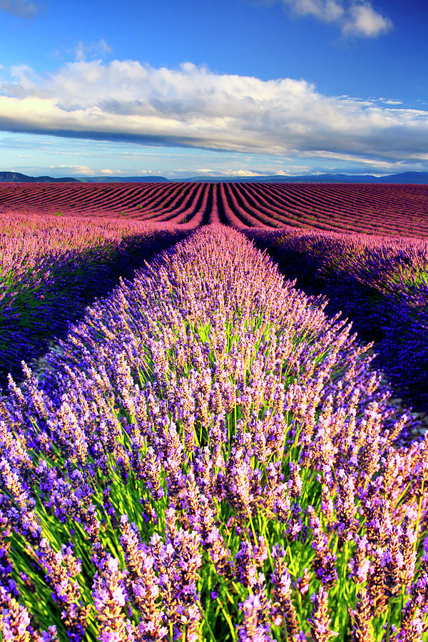 France, Provence-alpes-cote Dazur, Provence, Valensole, Lavender Field Near Valensole #2 Digital Art by Maurizio Rellini