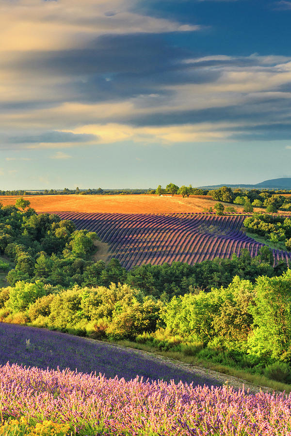 France, Provence-alpes-cote Dazur, Provence, Valensole, Lavender Fields Near Valensole #2 Digital Art by Maurizio Rellini